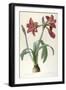 Amaryllis Brasiliensis (Brazilian Amaryllis), 1816-Pierre Joseph Redoute-Framed Giclee Print