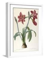 Amaryllis Brasiliensis (Brazilian Amaryllis), 1816-Pierre Joseph Redoute-Framed Giclee Print