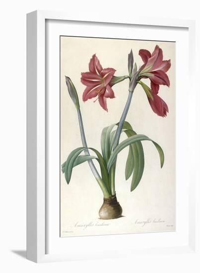 Amaryllis Brasiliensis (Brazilian Amaryllis), 1816-Pierre Joseph Redoute-Framed Giclee Print