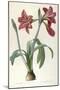 Amaryllis Brasiliensis (Brazilian Amaryllis), 1816-Pierre Joseph Redoute-Mounted Giclee Print