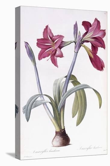 Amaryllis Brasiliensis-Pierre-Joseph Redouté-Stretched Canvas