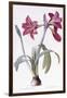 Amaryllis Brasiliensis-Pierre-Joseph Redouté-Framed Giclee Print