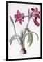 Amaryllis Brasiliensis-Pierre-Joseph Redouté-Framed Giclee Print