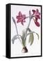 Amaryllis Brasiliensis-Pierre-Joseph Redouté-Framed Stretched Canvas