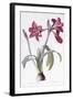 Amaryllis Brasiliensis-Pierre-Joseph Redouté-Framed Giclee Print