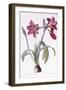 Amaryllis Brasiliensis-Pierre-Joseph Redouté-Framed Giclee Print