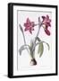 Amaryllis Brasiliensis-Pierre-Joseph Redouté-Framed Giclee Print