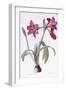 Amaryllis Brasiliensis-Pierre-Joseph Redouté-Framed Giclee Print