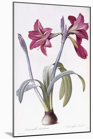 Amaryllis Brasiliensis-Pierre-Joseph Redouté-Mounted Giclee Print