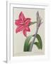 Amaryllis Bresiliensis (Brazilian Amaryllis), Engraved by Victor, from 'Choix Des Plus Belles…-Pierre-Joseph Redouté-Framed Giclee Print