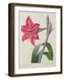 Amaryllis Bresiliensis (Brazilian Amaryllis), Engraved by Victor, from 'Choix Des Plus Belles…-Pierre-Joseph Redouté-Framed Giclee Print