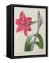 Amaryllis Bresiliensis (Brazilian Amaryllis), Engraved by Victor, from 'Choix Des Plus Belles…-Pierre-Joseph Redouté-Framed Stretched Canvas