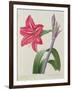 Amaryllis Bresiliensis (Brazilian Amaryllis), Engraved by Victor, from 'Choix Des Plus Belles…-Pierre-Joseph Redouté-Framed Giclee Print