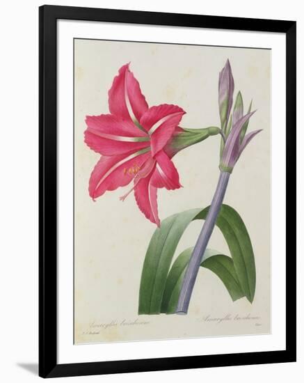 Amaryllis Bresiliensis (Brazilian Amaryllis), Engraved by Victor, from 'Choix Des Plus Belles…-Pierre-Joseph Redouté-Framed Giclee Print