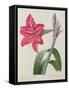 Amaryllis Bresiliensis (Brazilian Amaryllis), Engraved by Victor, from 'Choix Des Plus Belles…-Pierre-Joseph Redouté-Framed Stretched Canvas