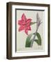 Amaryllis Bresiliensis (Brazilian Amaryllis), Engraved by Victor, from 'Choix Des Plus Belles…-Pierre-Joseph Redouté-Framed Giclee Print