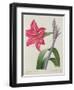 Amaryllis Bresiliensis (Brazilian Amaryllis), Engraved by Victor, from 'Choix Des Plus Belles…-Pierre-Joseph Redouté-Framed Giclee Print