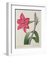 Amaryllis Bresiliensis (Brazilian Amaryllis), Engraved by Victor, from 'Choix Des Plus Belles…-Pierre-Joseph Redouté-Framed Giclee Print