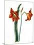 Amaryllis, C.1790-Martha Tuthill-Mounted Giclee Print