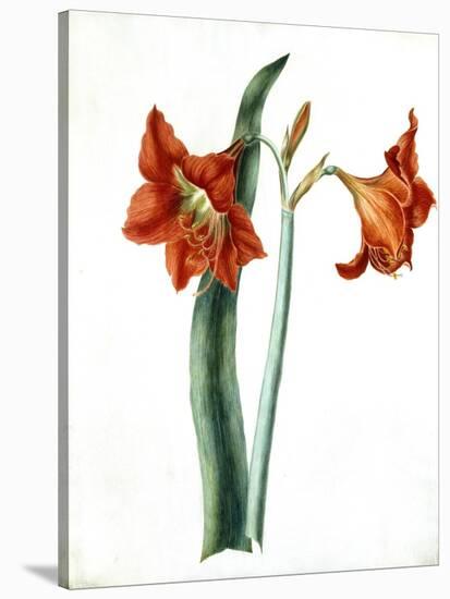 Amaryllis, C.1790-Martha Tuthill-Stretched Canvas