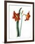 Amaryllis, C.1790-Martha Tuthill-Framed Giclee Print