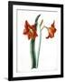 Amaryllis, C.1790-Martha Tuthill-Framed Giclee Print