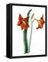 Amaryllis, C.1790-Martha Tuthill-Framed Stretched Canvas