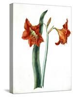 Amaryllis, C.1790-Martha Tuthill-Stretched Canvas