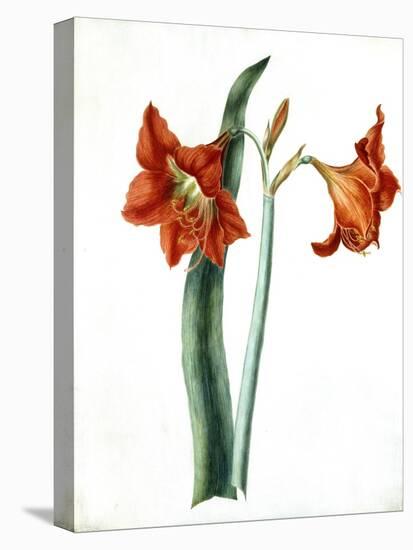 Amaryllis, C.1790-Martha Tuthill-Stretched Canvas