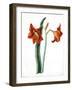 Amaryllis, C.1790-Martha Tuthill-Framed Giclee Print