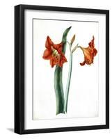 Amaryllis, C.1790-Martha Tuthill-Framed Giclee Print