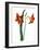 Amaryllis, C.1790-Martha Tuthill-Framed Giclee Print