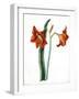 Amaryllis, C.1790-Martha Tuthill-Framed Giclee Print