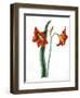 Amaryllis, C.1790-Martha Tuthill-Framed Giclee Print