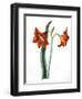 Amaryllis, C.1790-Martha Tuthill-Framed Giclee Print