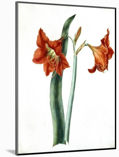 Amaryllis, C.1790-Martha Tuthill-Mounted Giclee Print