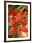 Amaryllis, Carambola Botanical Gardens, Roatan, Honduras-Lisa S. Engelbrecht-Framed Premium Photographic Print