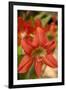 Amaryllis, Carambola Botanical Gardens, Roatan, Honduras-Lisa S. Engelbrecht-Framed Premium Photographic Print