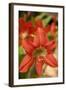 Amaryllis, Carambola Botanical Gardens, Roatan, Honduras-Lisa S. Engelbrecht-Framed Photographic Print