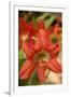 Amaryllis, Carambola Botanical Gardens, Roatan, Honduras-Lisa S. Engelbrecht-Framed Photographic Print