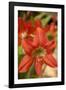 Amaryllis, Carambola Botanical Gardens, Roatan, Honduras-Lisa S. Engelbrecht-Framed Photographic Print