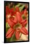 Amaryllis, Carambola Botanical Gardens, Roatan, Honduras-Lisa S. Engelbrecht-Framed Photographic Print