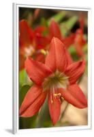 Amaryllis, Carambola Botanical Gardens, Roatan, Honduras-Lisa S. Engelbrecht-Framed Premium Photographic Print