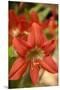 Amaryllis, Carambola Botanical Gardens, Roatan, Honduras-Lisa S. Engelbrecht-Mounted Premium Photographic Print