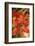 Amaryllis, Carambola Botanical Gardens, Roatan, Honduras-Lisa S. Engelbrecht-Framed Photographic Print