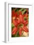 Amaryllis, Carambola Botanical Gardens, Roatan, Honduras-Lisa S. Engelbrecht-Framed Photographic Print