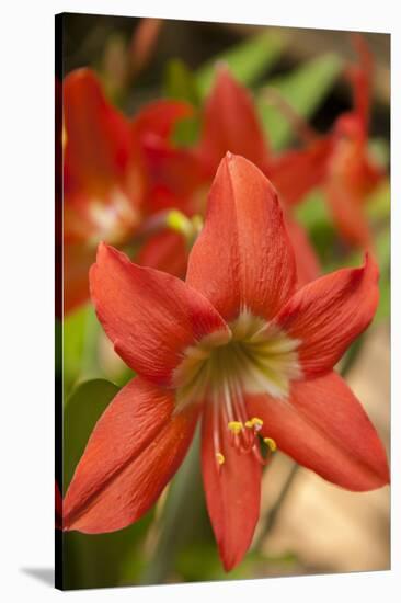 Amaryllis, Carambola Botanical Gardens, Roatan, Honduras-Lisa S. Engelbrecht-Stretched Canvas