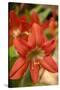 Amaryllis, Carambola Botanical Gardens, Roatan, Honduras-Lisa S. Engelbrecht-Stretched Canvas