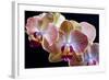 Amaryllis closeup-Charles Bowman-Framed Photographic Print