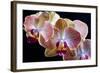 Amaryllis closeup-Charles Bowman-Framed Photographic Print